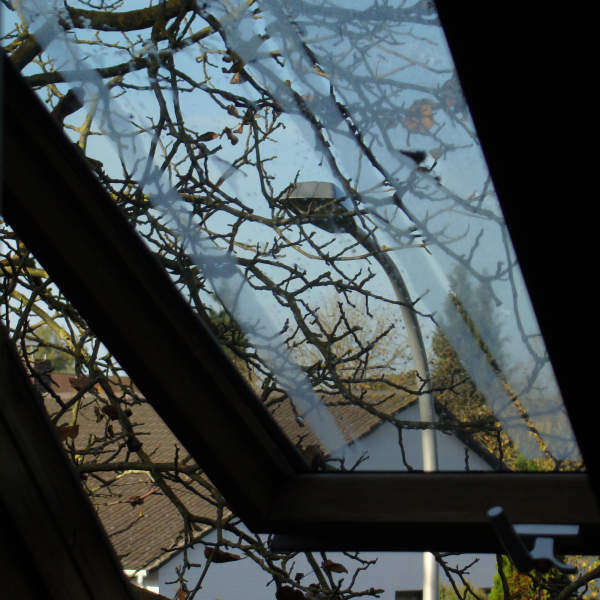 Fenster, Zweige, Straßenlampe