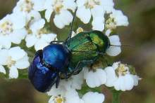Cryptocephalus sericeus