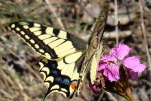 Papilio machaon