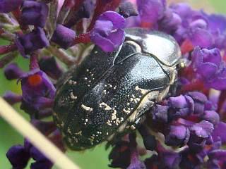 Protaetia cuprea, flower chafer