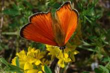 Lycaena virgaureae