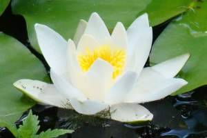 Seerose