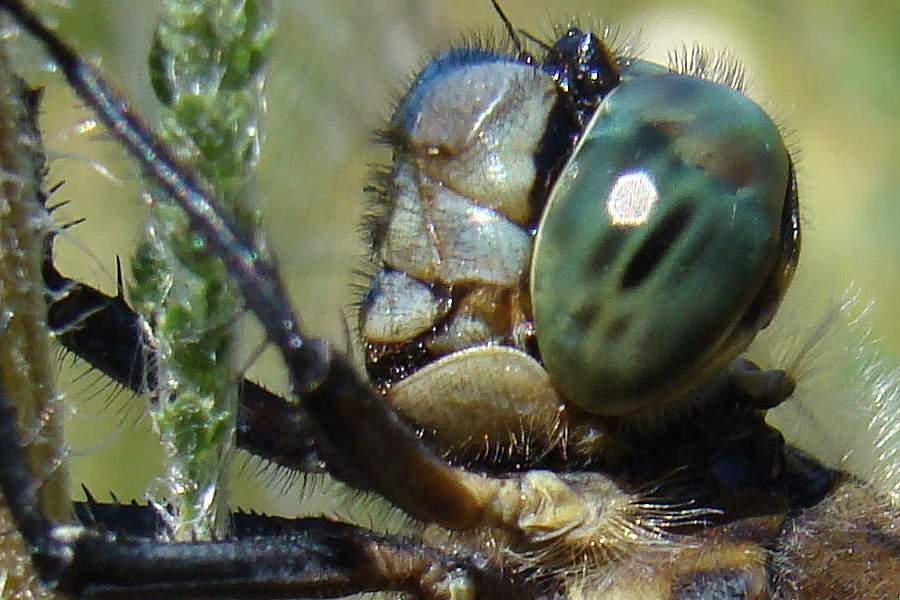 Orthetrum cancellatum