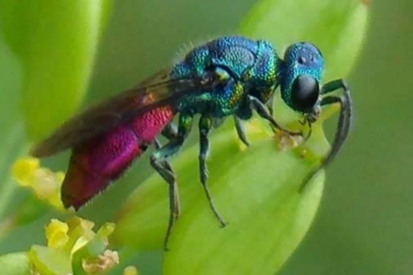 Chrysis ignita