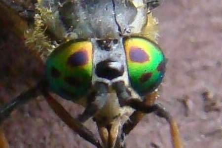 Chrysops relictus