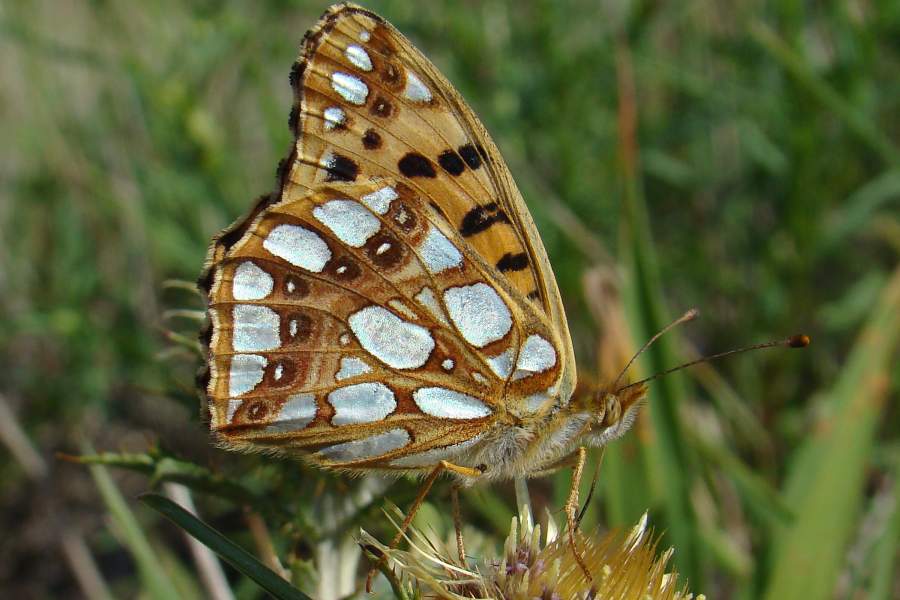 Issoria lathonia