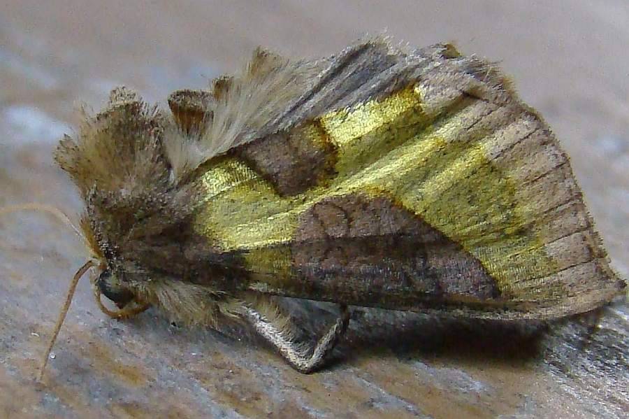 Diachrysia stenochrysis