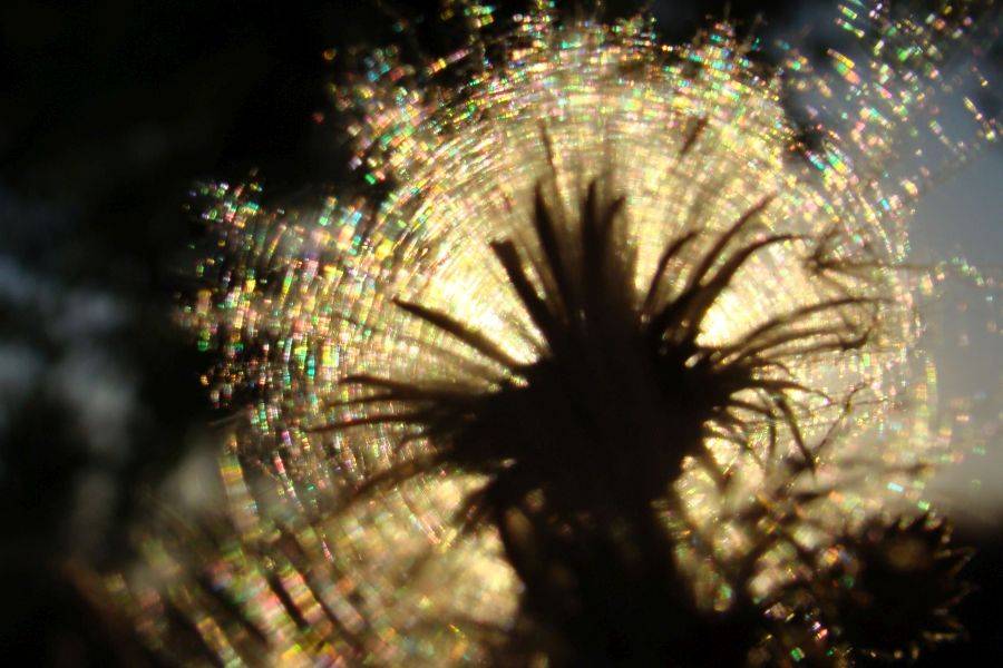 Interferenzfarben an Cirsium arvense