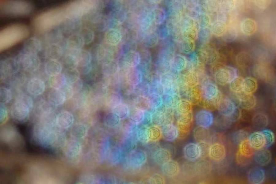 Regenbogen im Spinnennetz