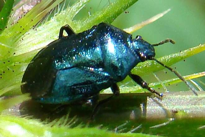 Zicrona caerulea