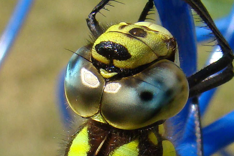 Aeshna cyanea