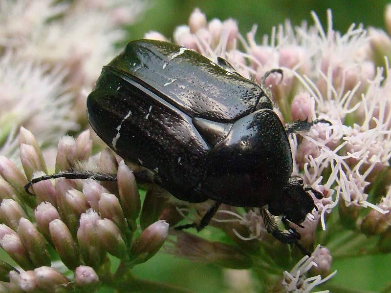 Cetonia aurata