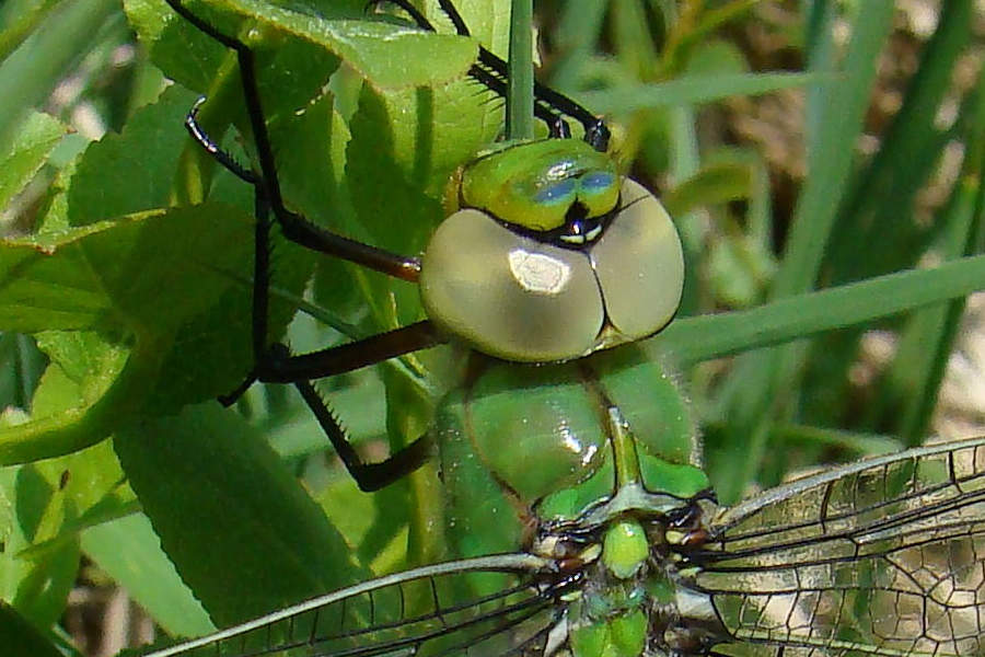 Anax imperator