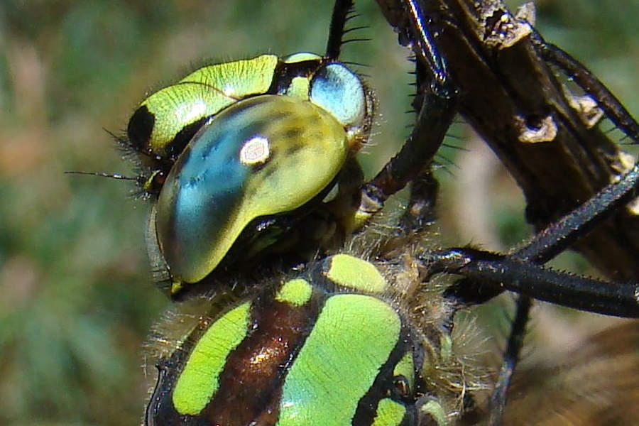 Aeshna cyanea