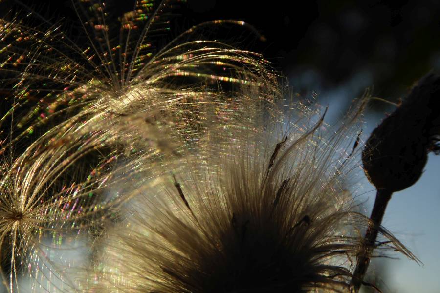 Cirsium arvense