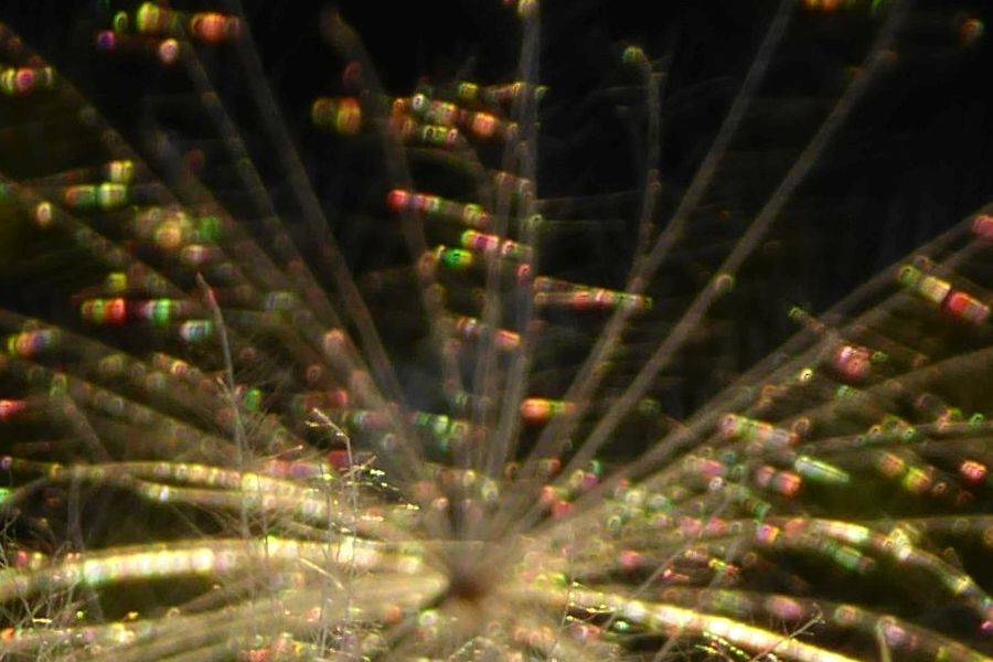 Cirsium arvense