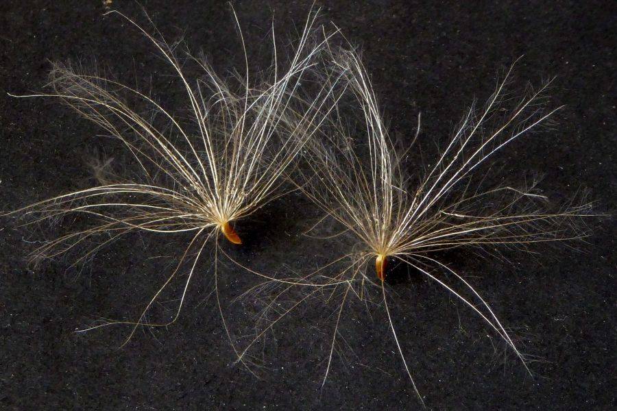 Cirsium arvense