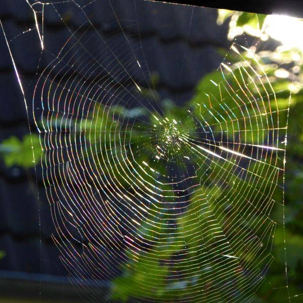 iridescent spiderweb