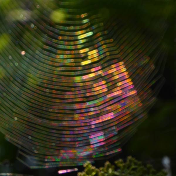 spiderweb