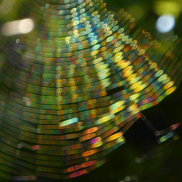 spiderweb