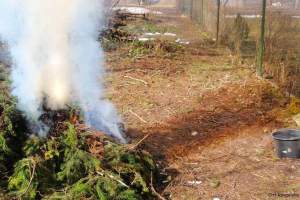 bonfire smoke
